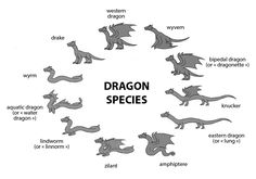 a diagram showing the different types of dragon species