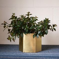 a potted plant sitting on top of a blue rug