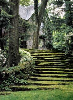 the steps lead up to an old house in the woods with trees and bushes on either side