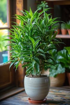 a potted plant sitting on top of a wooden table