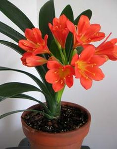 a potted plant with orange flowers in it