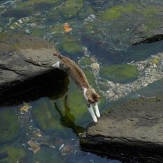 a cat drinking water from a pond filled with rocks