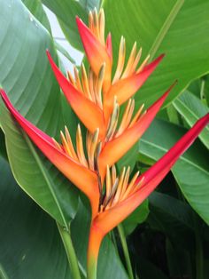 an orange flower with green leaves in the background