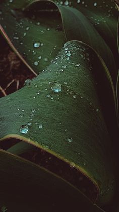 water droplets on the leaves of a plant