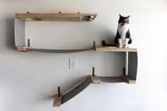 a cat sitting on top of two wooden shelves