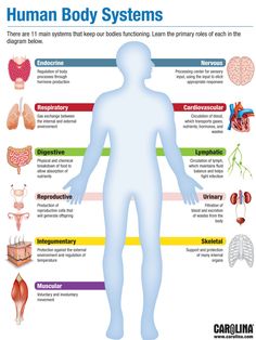 the human body system is shown in this diagram, which includes organs and their functions