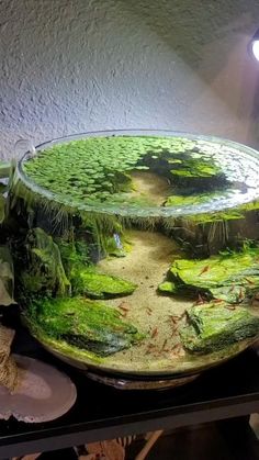 an aquarium with moss growing on the bottom and water in it's bottom bowl