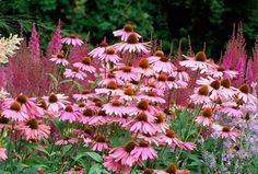 many pink flowers are growing in the garden