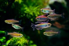 a group of small fish swimming next to each other on a green plant filled tank