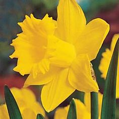 yellow daffodils are blooming in the garden