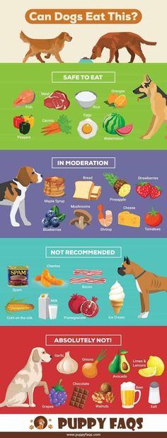 the different types of dogs that can be seen in this info sheet, including an image of