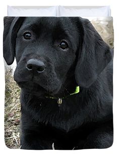 a black dog is sitting in the grass