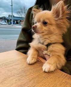 a small dog sitting on top of a wooden table next to a persons arm and wearing a green jacket