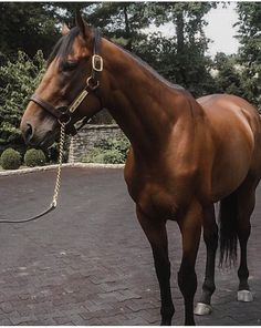 a brown horse standing on top of a brick road