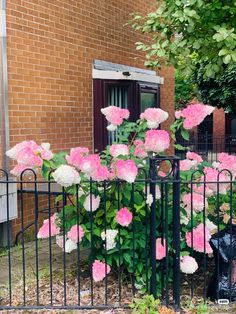 pink and white flowers in front of a black iron fence on a sidewalk near a brick building