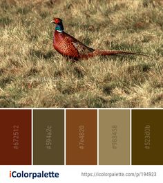 a pheasant is standing in the grass color palette