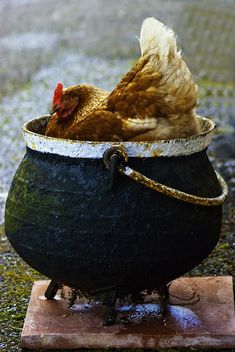 a chicken is sitting in a pot on the ground