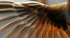 a close up view of a bird's wing with it's wings spread