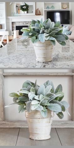 two potted plants sitting on top of a table