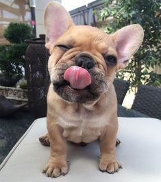 a small brown dog sitting on top of a table with its tongue hanging out and it's tongue sticking out