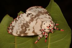 a close up of a moth on a leaf with red and white spots around its body