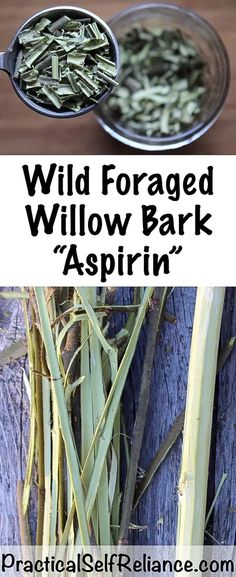 wild foraged willow bark aspiin in a bowl