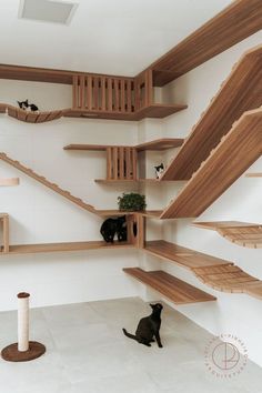 a cat sitting on the floor in front of some shelves