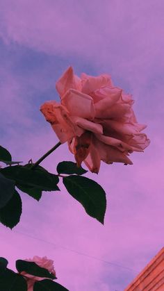 a pink rose is blooming in front of a purple sky