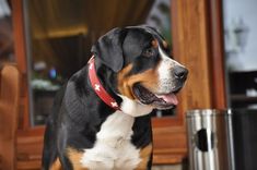 a black and brown dog sitting on top of a wooden floor next to a metal trash can