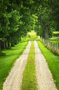 an empty dirt road lined with green grass and trees on both sides, leading into the distance