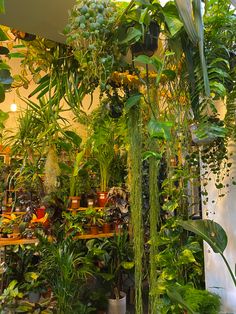 a room filled with lots of different types of plants