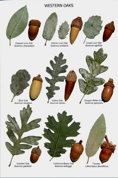 the different types of leaves and acorns are shown in this poster, which shows them