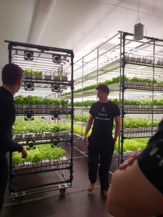 two men standing in front of rows of lettuce growing inside a large greenhouse