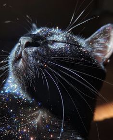 a black cat with its eyes closed looking up at the stars on it's fur