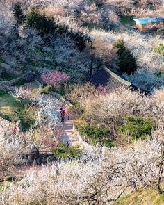 an aerial view of trees and buildings in the distance with people walking on it, surrounded by rocks