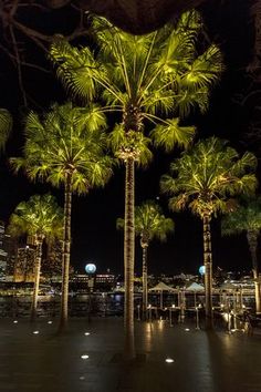 palm trees are lit up at night in the city