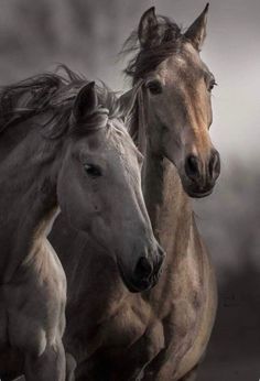 two horses are running side by side