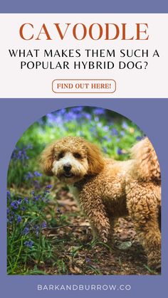 a brown poodle standing in the middle of a field with bluebells behind it