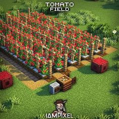 an image of a farm with tomatoes growing in it