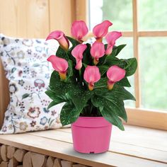 a pink potted plant sitting on top of a wooden bench next to a window