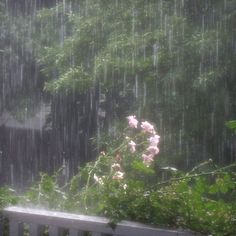 a white bench sitting in the rain with pink flowers