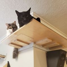 two cats sitting on top of a wooden shelf