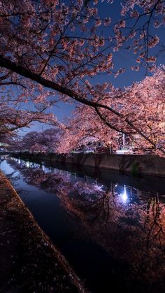 cherry blossoms are blooming along the river at night