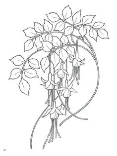 a drawing of a vine with leaves on it