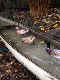 three ducks are swimming in the water outside