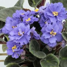 some purple flowers are growing in a pot