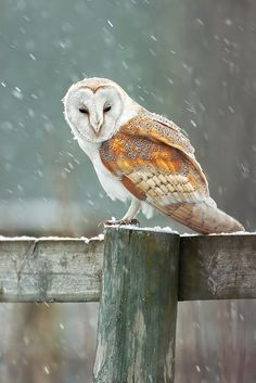 an owl sitting on top of a wooden fence post in the snow with it's eyes closed