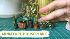 the miniature houseplant is being used to grow plants