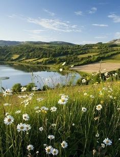 wildflowers and daisies in the foreground near a lake