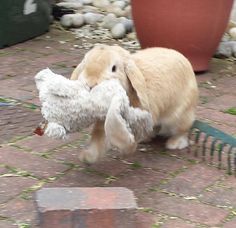 a small dog holding a stuffed animal in it's mouth